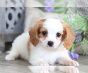 Cavachon Puppy for sale in MOUNT VERNON, OH, USA