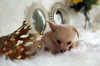 Small Photo #4 Chihuahua Puppy For Sale in HOUSTON, TX, USA