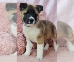 Akita Puppy for sale in WARREN, MA, USA