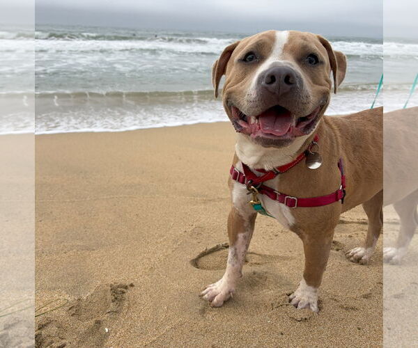 Medium Photo #1 Staffordshire Bull Terrier-Unknown Mix Puppy For Sale in San Jose, CA, USA