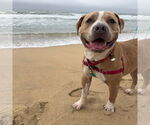 Small Staffordshire Bull Terrier Mix
