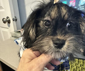 Shorkie Tzu Puppy for Sale in MOUNT CLEMENS, Michigan USA