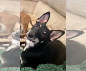Miniature Pinscher-Unknown Mix Dogs for adoption in Oakhurst, NJ, USA