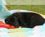 Small #8 Mutt