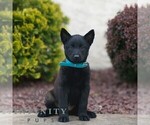 Small #3 Belgian Malinois