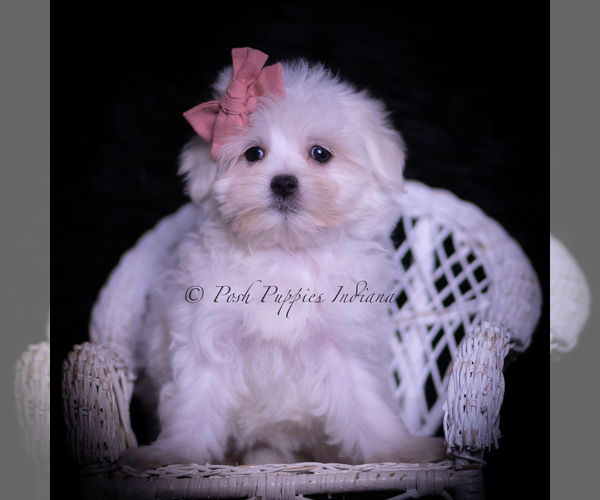Medium Photo #5 Maltese Puppy For Sale in WARSAW, IN, USA