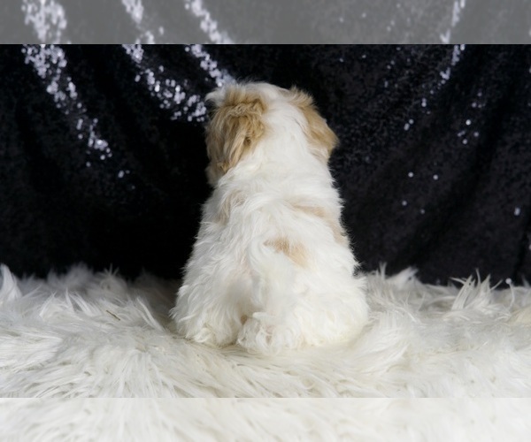 Medium Photo #5 Maltipoo Puppy For Sale in WARSAW, IN, USA