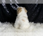 Small #4 Maltipoo