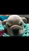 Small Photo #9 English Bulldog Puppy For Sale in STOUGHTON, MA, USA