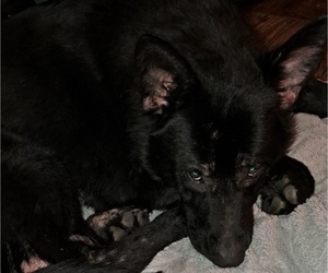 Father of the German Shepherd Dog puppies born on 03/08/2026