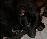 Small Photo #1 German Shepherd Dog Puppy For Sale in SHORTSVILLE, NY, USA