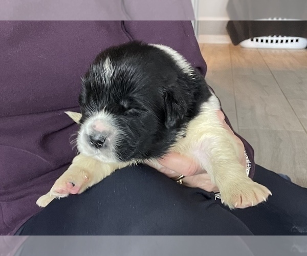 Medium Photo #3 Newfoundland Puppy For Sale in WAUSEON, OH, USA