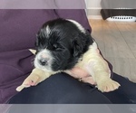 Small Photo #3 Newfoundland Puppy For Sale in WAUSEON, OH, USA
