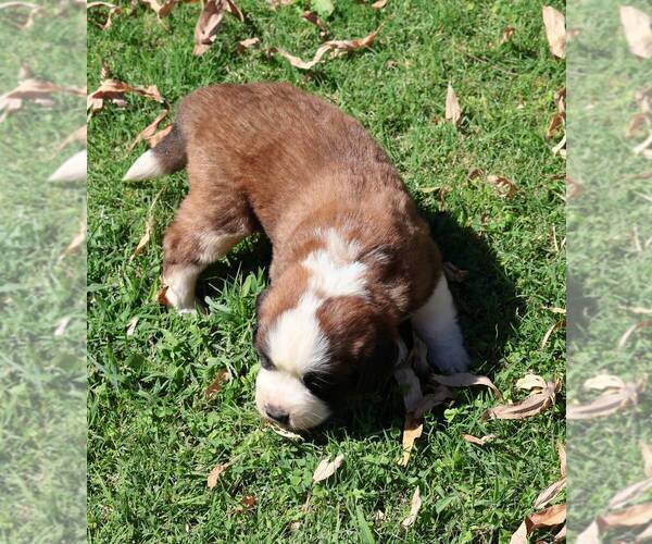 Medium Photo #1 Saint Bernard Puppy For Sale in TURLOCK, CA, USA