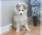 Image preview for Ad Listing. Nickname: Sully Pomsky