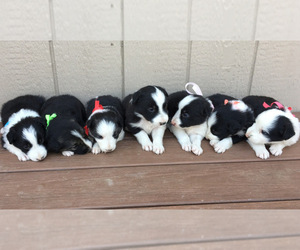Border Collie Puppy for sale in MARSING, ID, USA