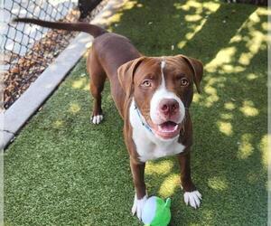 Mutt Dogs for adoption in Minneapolis, MN, USA