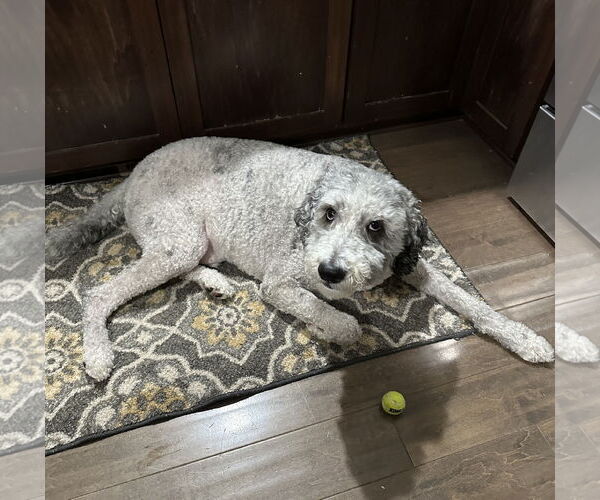 Medium Photo #6 Mutt Puppy For Sale in Brooklyn Center, MN, USA