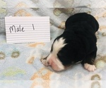Small Photo #5 Bernese Mountain Dog Puppy For Sale in ATKINSON, NE, USA