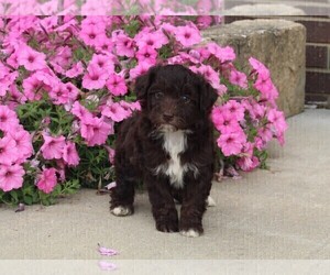 Aussiedoodle Miniature  Puppy for sale in FREDERICKSBURG, OH, USA