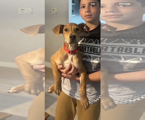 Medium Photo #12 Unknown-Vizsla Mix Puppy For Sale in Spotsylvania, VA, USA