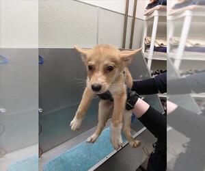 Siberian Husky Dogs for adoption in Tracy, CA, USA