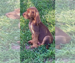 Small #1 Bloodhound