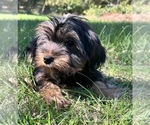 Small Photo #7 Yorkshire Terrier Puppy For Sale in DURHAM, CT, USA