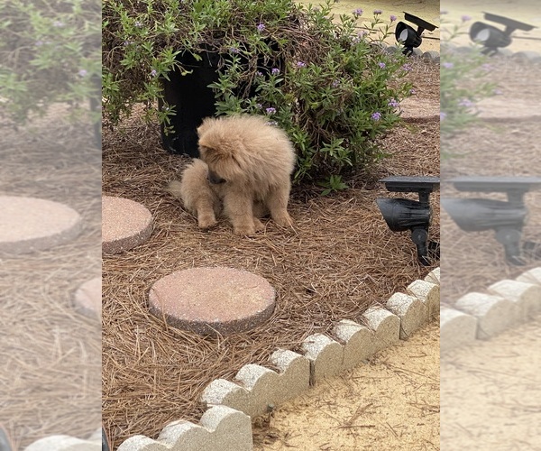 Medium Photo #3 Chow Chow Puppy For Sale in EFFINGHAM, SC, USA