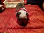 Small Photo #3 Boston Terrier Puppy For Sale in SYLVANIA, GA, USA