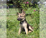 Small German Shepherd Dog
