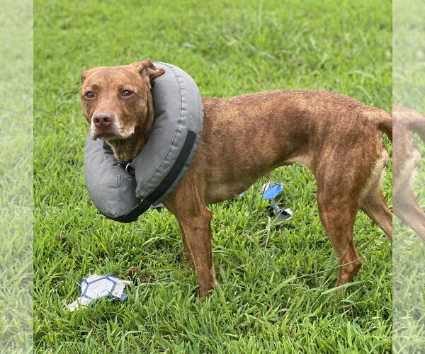 Medium Photo #6 American Pit Bull Terrier-Unknown Mix Puppy For Sale in Virginia Beach, VA, USA