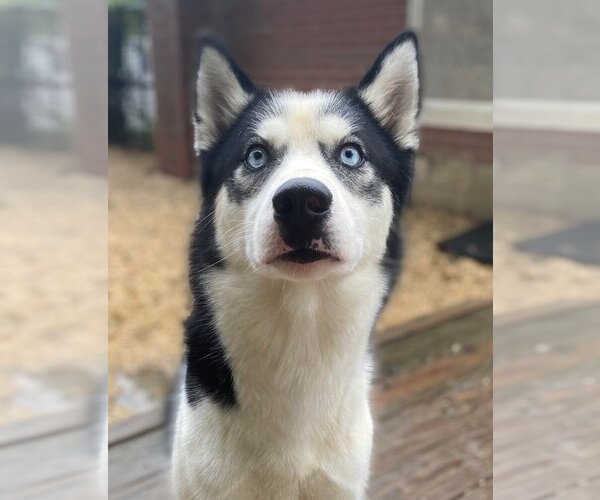 Medium Photo #4 Siberian Husky Puppy For Sale in Matawan, NJ, USA