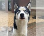Small #3 Siberian Husky