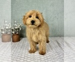 Image preview for Ad Listing. Nickname: Greyson
