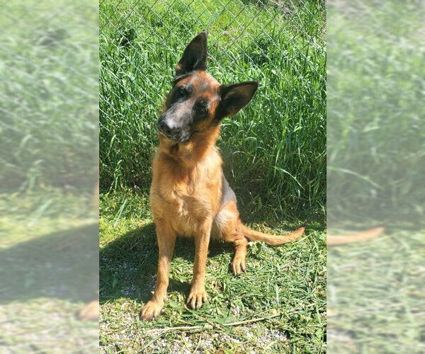 Medium Photo #1 German Shepherd Dog Puppy For Sale in Lake City, MI, USA