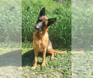 German Shepherd Dog Dogs for adoption in Lake City, MI, USA