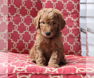 Goldendoodle-Poodle (Standard) Mix Puppy for sale in PARADISE, PA, USA