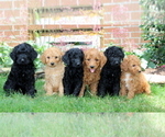 Small Photo #2 Labradoodle-Poodle (Standard) Mix Puppy For Sale in NEW PROVIDENCE, PA, USA