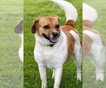 Small #1 Jack Russell Terrier