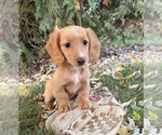 Image preview for Ad Listing. Nickname: Honey