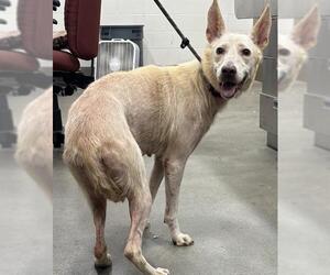 German Shepherd Dog-Unknown Mix Dogs for adoption in Forestville, MD, USA