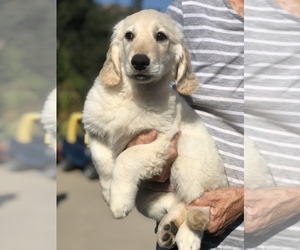 English Cream Golden Retriever Puppy for sale in THOUSAND OAKS, CA, USA
