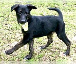 Shepradors Dogs for adoption in Houston, TX, USA