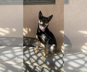 Australian Kelpie-Unknown Mix Dogs for adoption in Dana Point, CA, USA