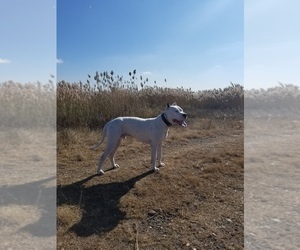 Father of the Dogo Argentino puppies born on 01/04/2023