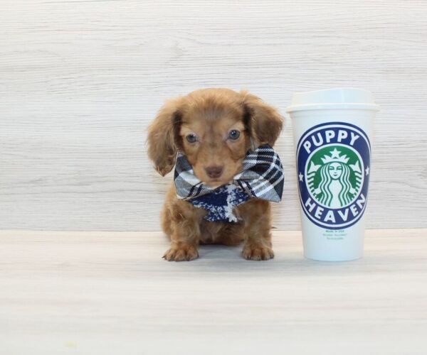 Medium Photo #1 Dachshund Puppy For Sale in LAS VEGAS, NV, USA