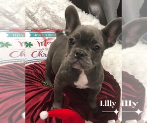 French Bulldog Puppy for sale in ELK GROVE, CA, USA