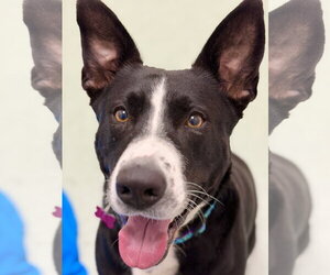 Staffordshire Bull Terrier-Unknown Mix Dogs for adoption in West Cornwall, CT, USA