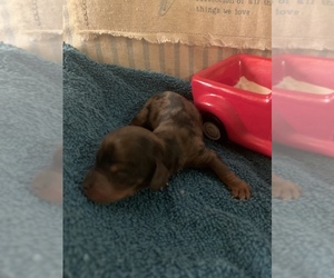 Dachshund Puppy for sale in MALVERN, AR, USA